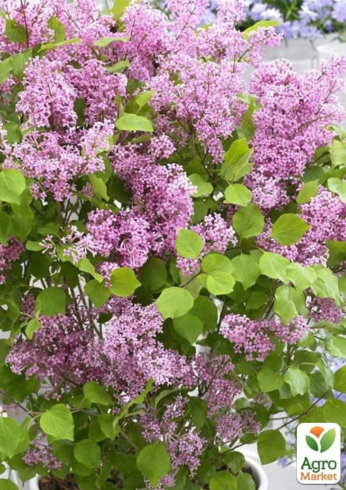 Сирень мелколистная "Flowerfesta Рink" - фото 2