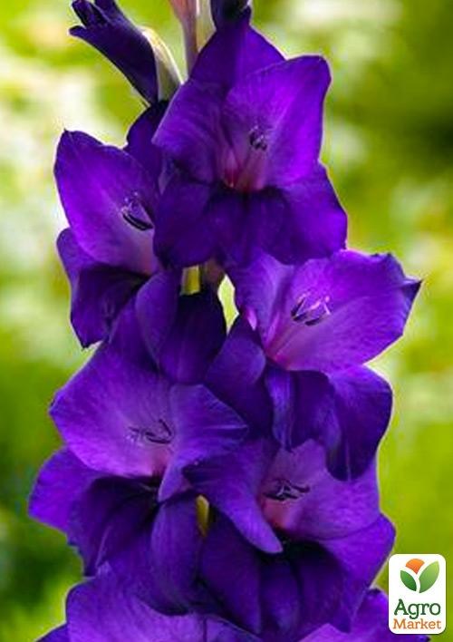Гладиолус "Black Velvet" 3шт