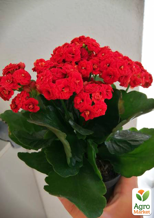Каланхое Блоссфельда "Red" (Kalanchoe Blossfeldiana) (Нідерланди) - фото 6