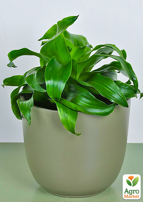 LMTD Драцена "Twist" (высота 20-30см) - фото 7
