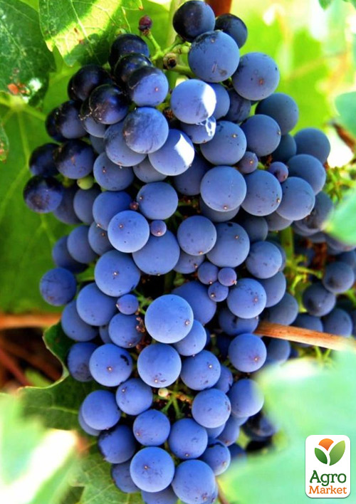 Виноград "Сапераві" (грузинський винний сорт)
