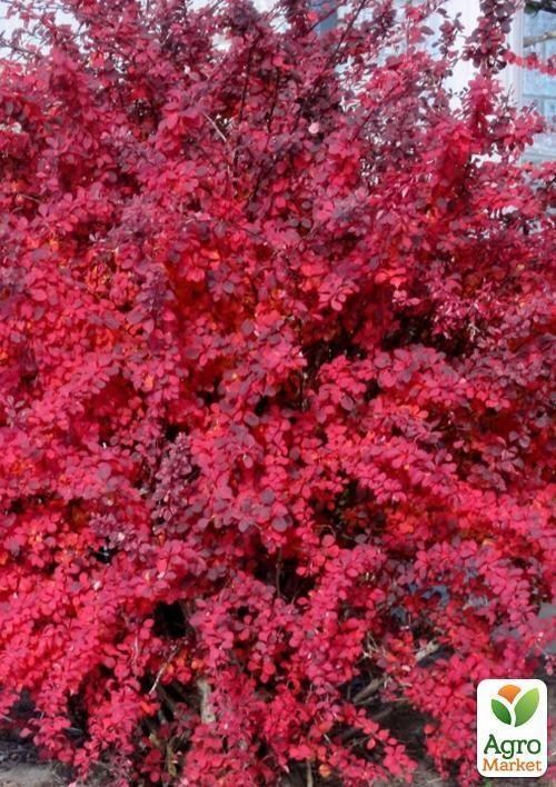 Барбарис тунберга "Aтропурпурея" (Atropurpurea)