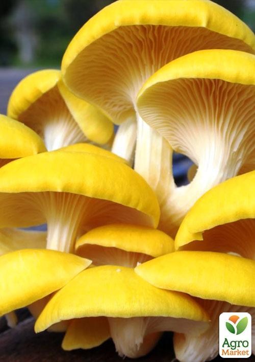 Сухой зерновой мицелий "Вешенка лимонная" 10г