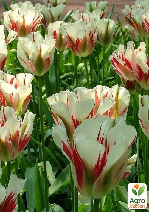 Тюльпан "Flaming Spring Green"