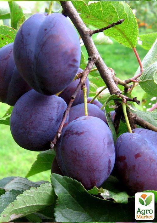Слива "Анна Шпет" (осенний сорт, поздний срок созревания) - фото 4