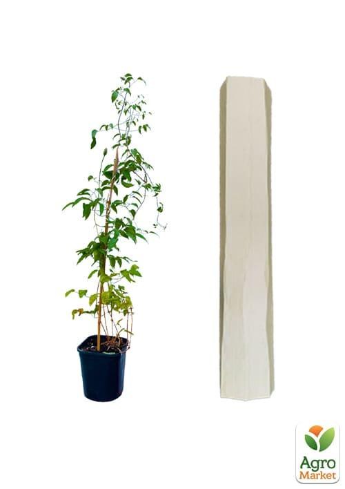 Клематис 3-х летний "Azure Ball" С2 - фото 6