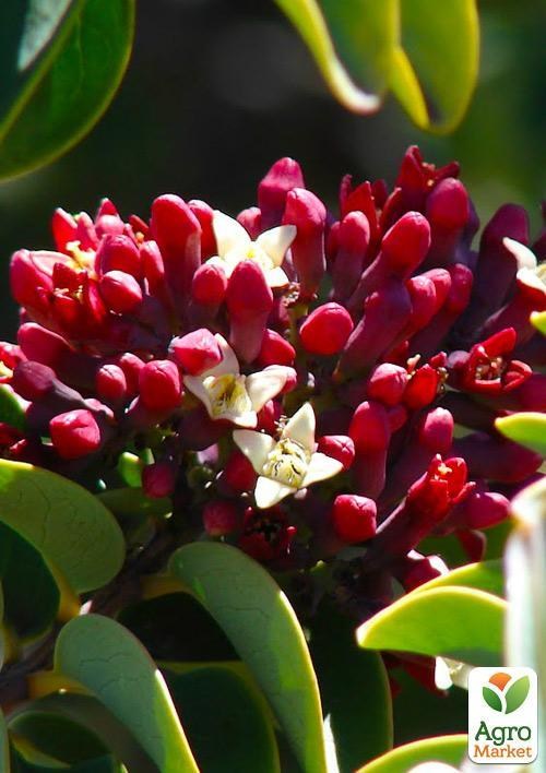 Сандал Индийский "Santalum Album" (ароматический, озонирующий воздух)