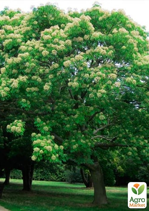 Эводия 2-х летняя "Генри" медоносная  - фото 4