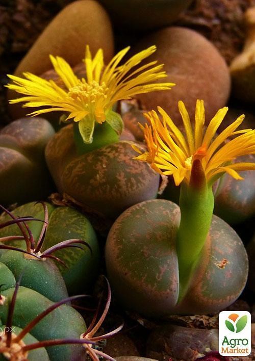 Літопс суміш "Зайчики" ТМ "Vesna Exclusive" 30шт - фото 6