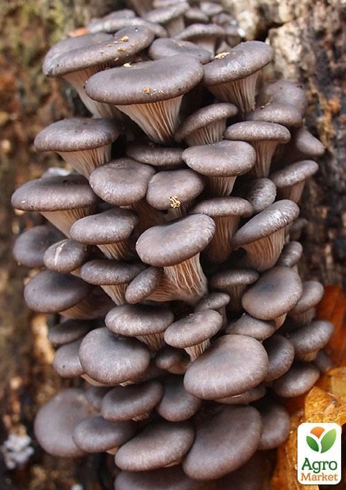 Сухий зерновий міцелій "Глива звичайна" 10г