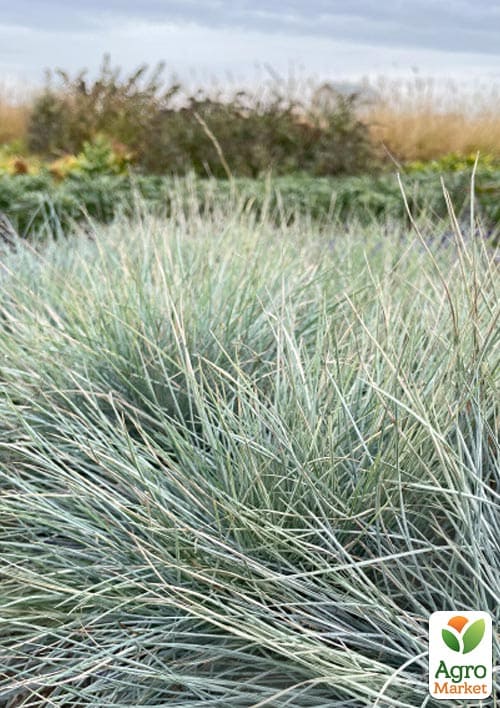 Вівсяниця сиза "Eisvogel" вазон С2, висота 15-30см - фото 2