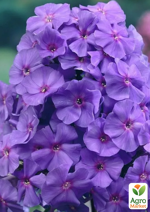 Флокс багаторічний "Amethyst"