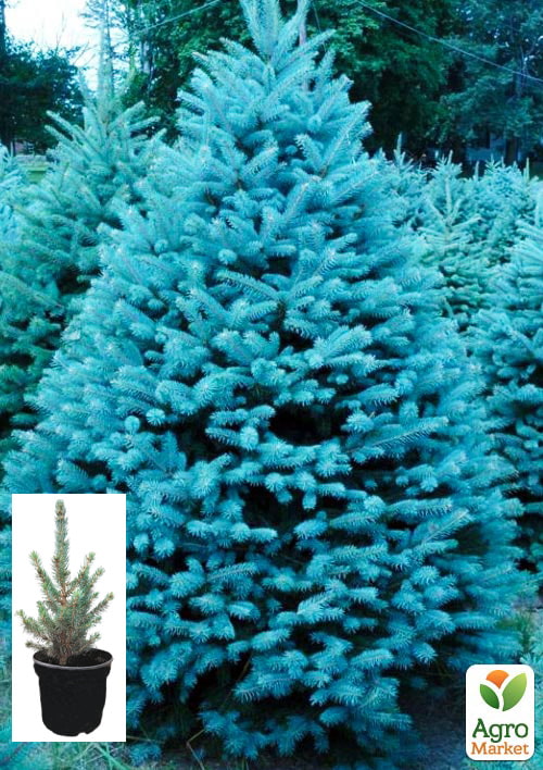 Ялина колюча блакитна "Super Blue Seedling" S3, висота 35-45см