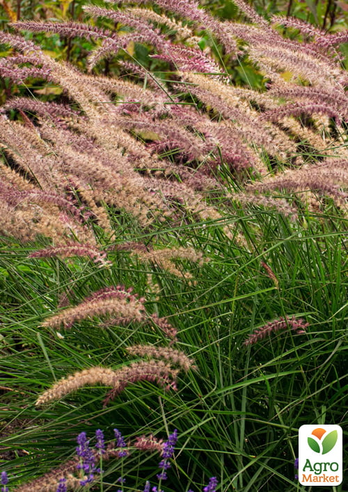 Пеннісетум східний "Karley Rosea", С2