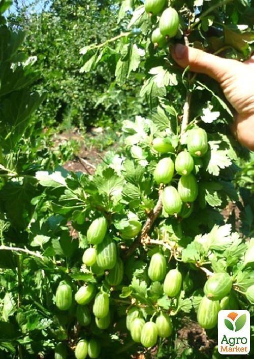 Агрус "Смарагдовий" (ранній термін дозрівання, сорт з підвищеною морозостійкістю) - фото 4