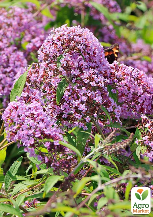 Буддлея Давида "Wisteria Lane" - фото 6