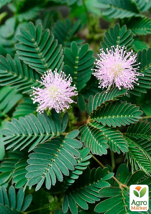 Мимоза стыдливая (Mimosa pudica) С2 высота 40-50см