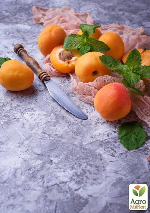 Абрикос "Сатурн" (ранний срок созревания) - фото 7