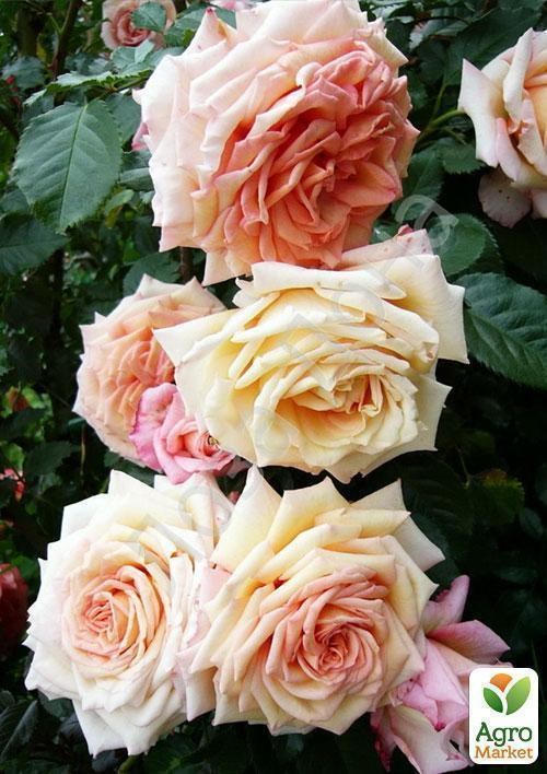 Роза плетистая "Barock Tantau"