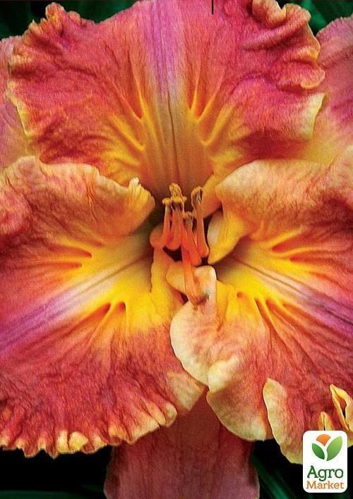 Лілійник "Carved Initials"