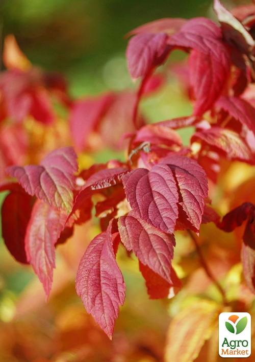 Спирея Японская "Macrophylla" (горшок Р9) 