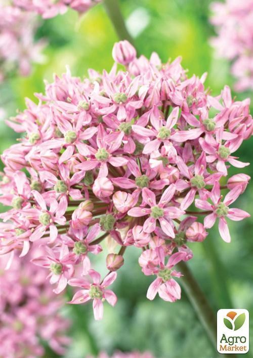 Алліум "Pink Jewel" (розмір 10/12 великий) 1шт в упаковці