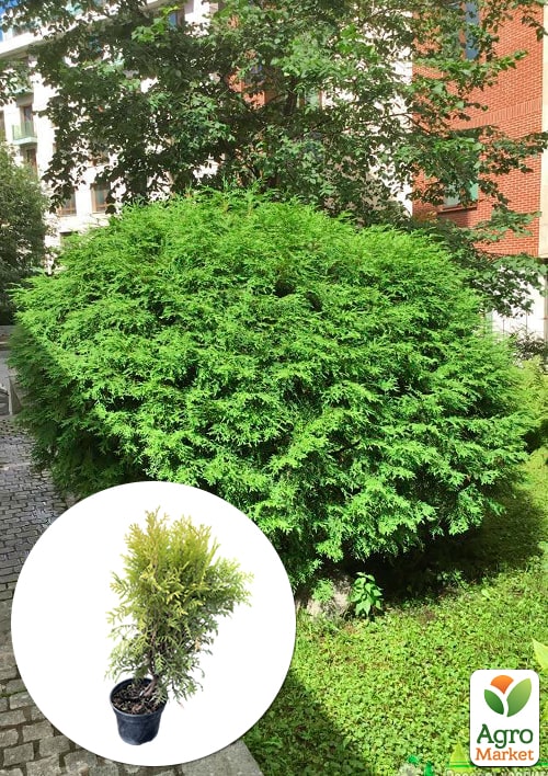 Туя западная "Globosa" С2, высота 25-30см