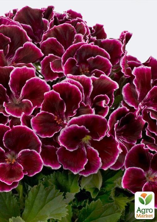 Пеларгонія Королівська Aristo "Red Beauty" (контейнер № 10, висота 10-20 см)