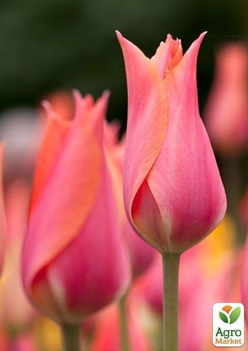 Тюльпан "Perestroyka" (размер 11/12 , крупный) 3шт в упаковке