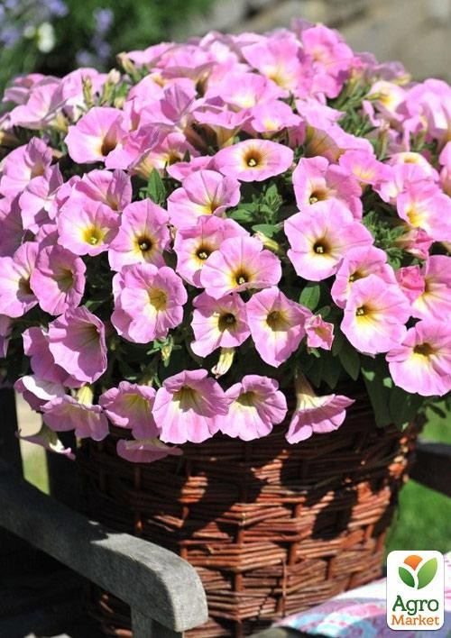Петунія Potunia "Piccola Pink" (контейнер №10, висота 10-15см)