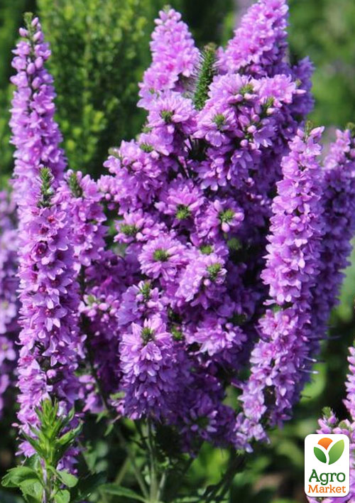 Вероника Колосистая "Purple Explosion"