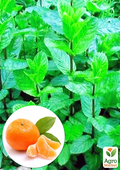 Мята Мандариновая "Menta Thahi" 
