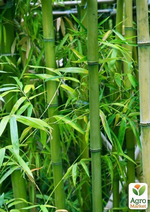 Бамбук "Кімнатний" ТМ "Vesna Exclusive" 5шт