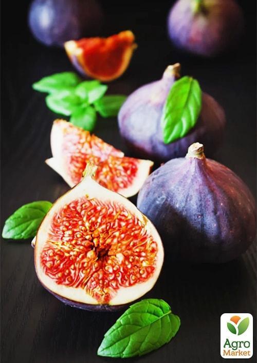 Інжир "Кримський 44"