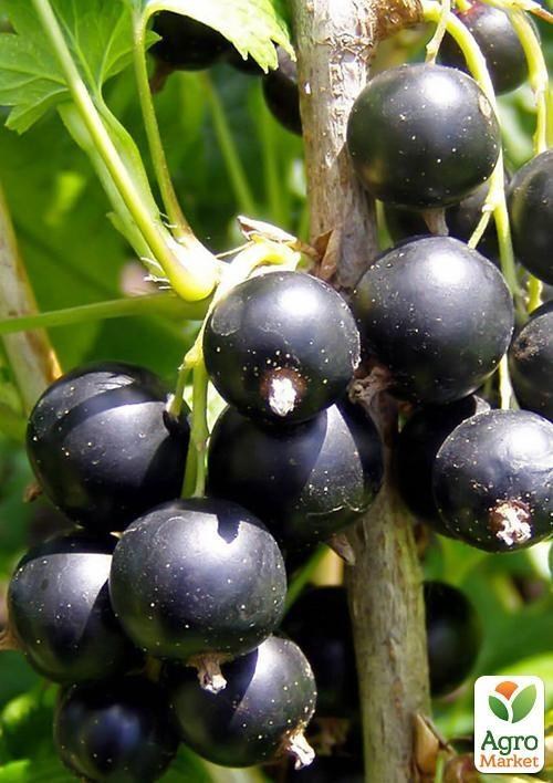 Смородина чорна "Бен Конан" (Ben Connan) (ранній термін дозрівання, зимостійкий сорт) - фото 6