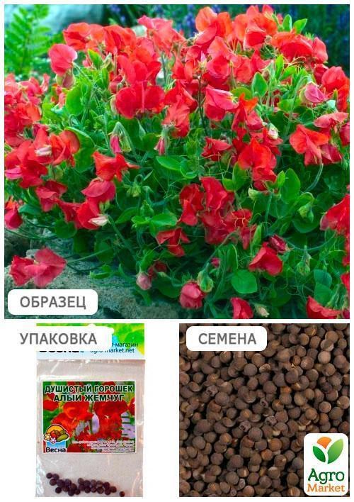 Душистый горошек "Алый жемчуг" (Зипер) ТМ "Весна" 2г - фото 3