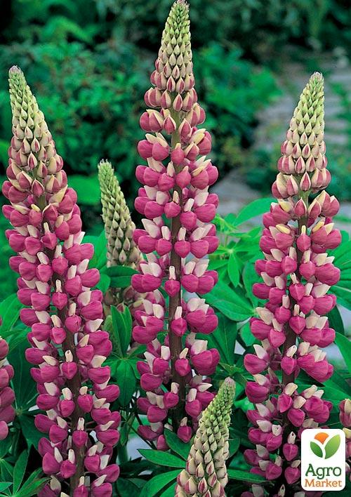 Люпин "Chatelaine" - фото 2