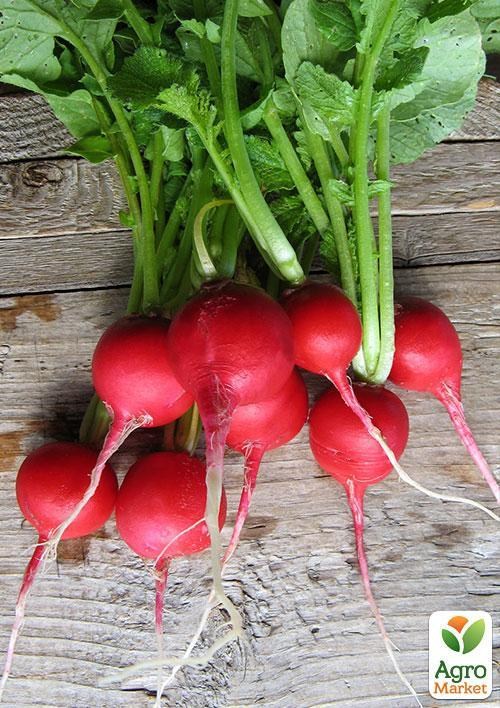 Редис "Рубин" (в банке) ТМ "Весна Органик" 20г