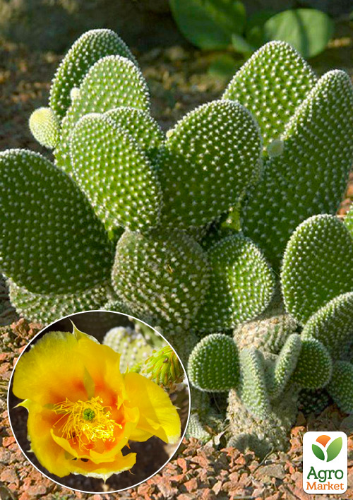 Опунція "Microdesys"