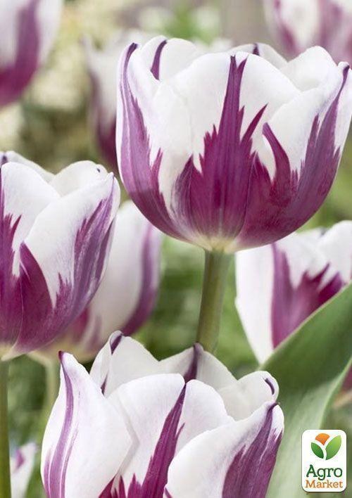 Тюльпан "Rem´s Favourite" 1шт в упаковке