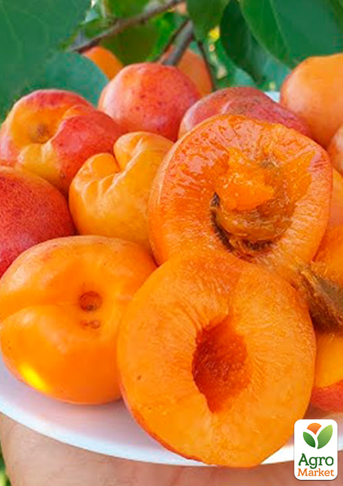 Абрикос "Джумбо Тардив" (летний сорт, средний срок созревания)