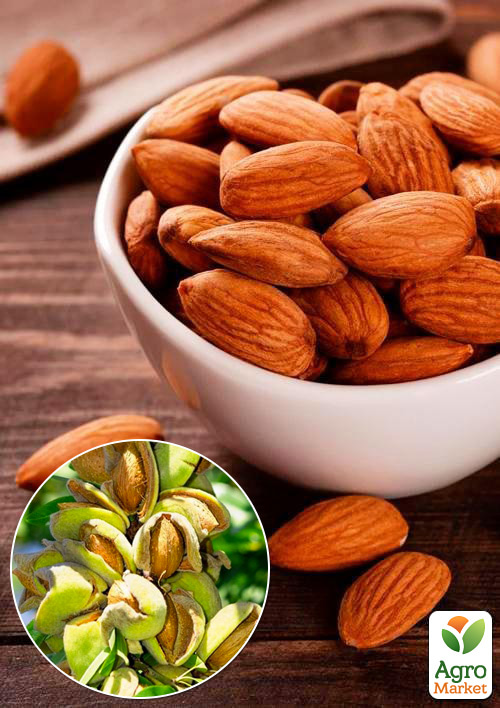 Миндаль сладкий "Форос" (средний срок созревания)