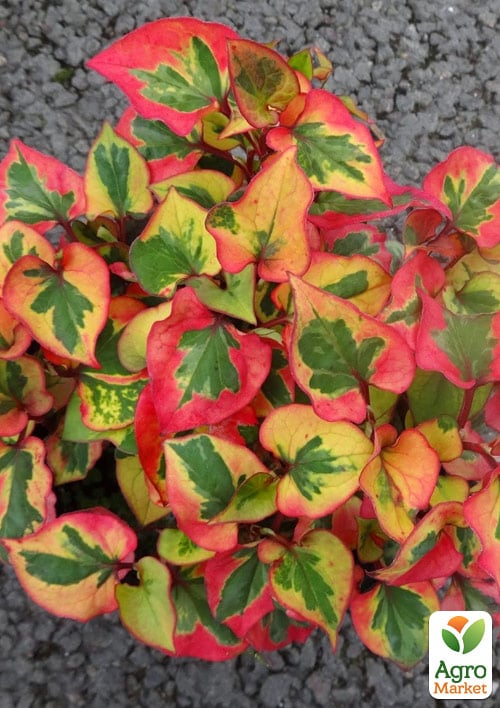 Хауттюйния Сердцевидная (Houttuynia cordata)