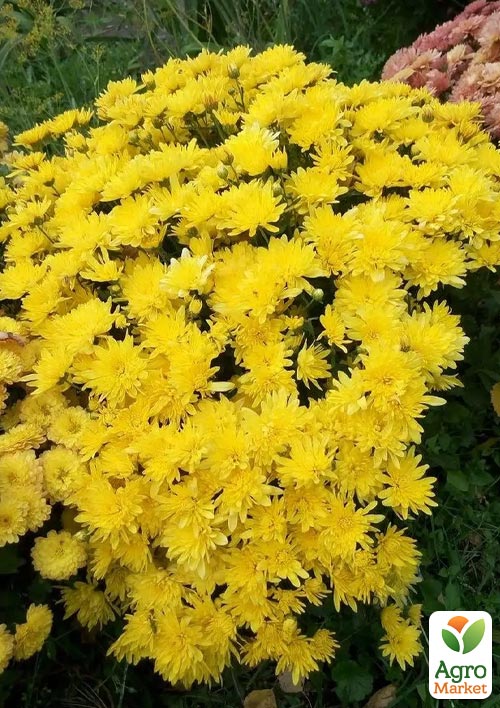 Хризантема мультифлора шарообразная "Kumo Yellow" 