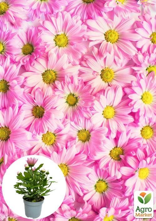 Хризантема "Classic Rose" (Нидерланды)