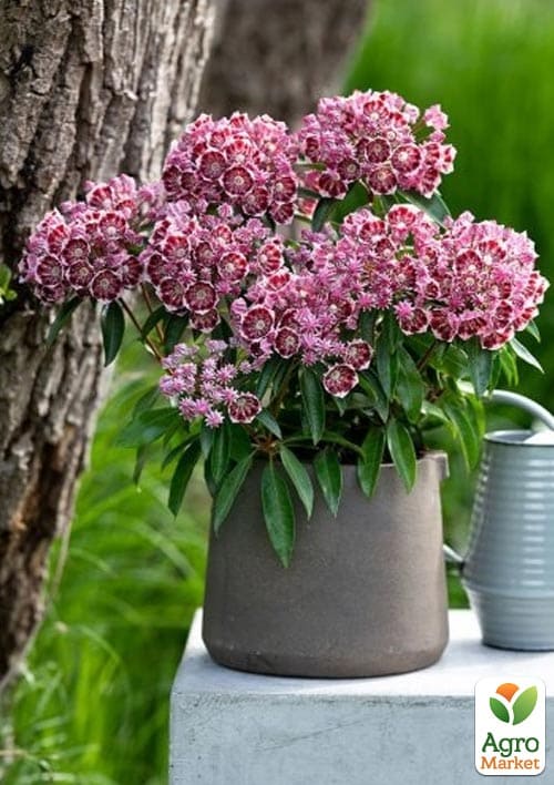 Кальмія latifolia "Kaleidoscope" - фото 4