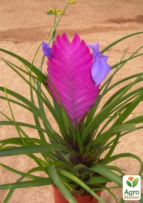 Тілландсія "Аніта" (Tillandsia Cyanea) - фото 7