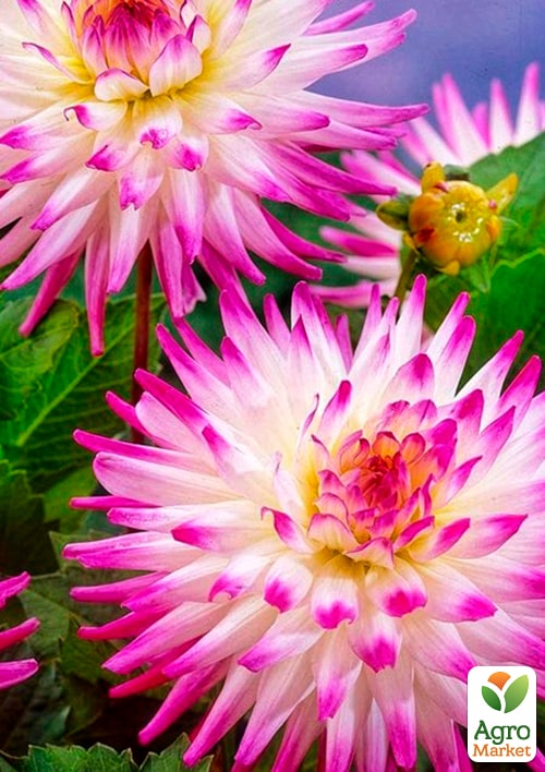 Георгина "Hayley Jane" - фото 4