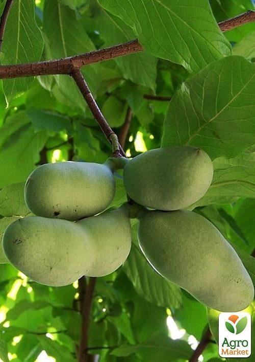 Азимина трилоба "Банановое дерево" (перекрестное опыление, возраст саженца 2 года, садить по 2 шт) - фото 3