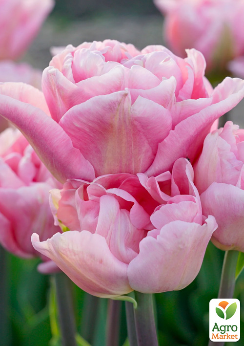 Тюльпан "Mariage"  - фото 4